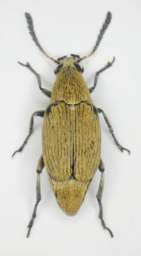 Bruchidius cinerascens